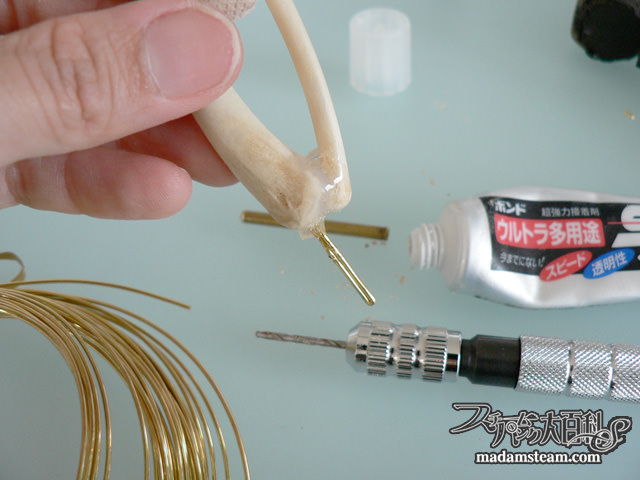 手羽先の骨格標本