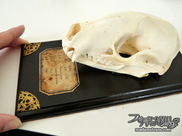 ミュージアムジェル・地震対策