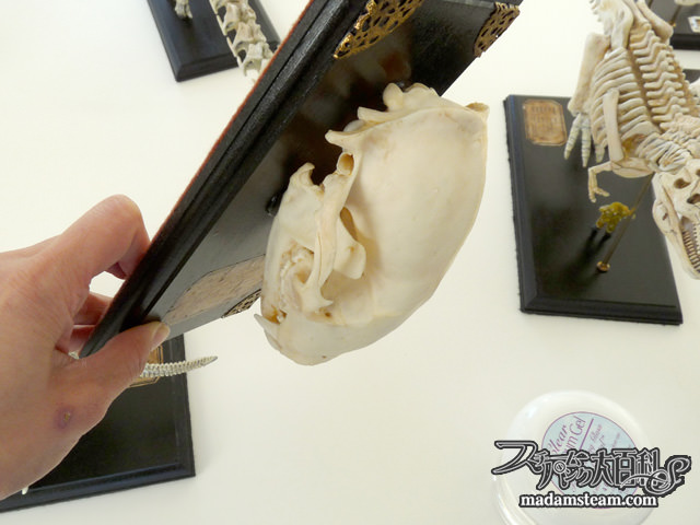 ミュージアムジェル・地震対策