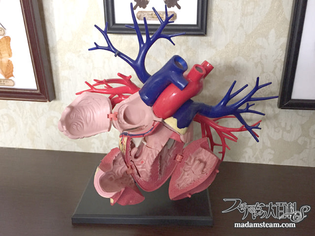 心臓の模型