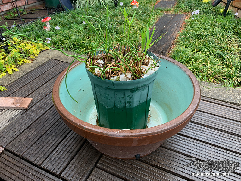 睡蓮鉢と水辺の植物