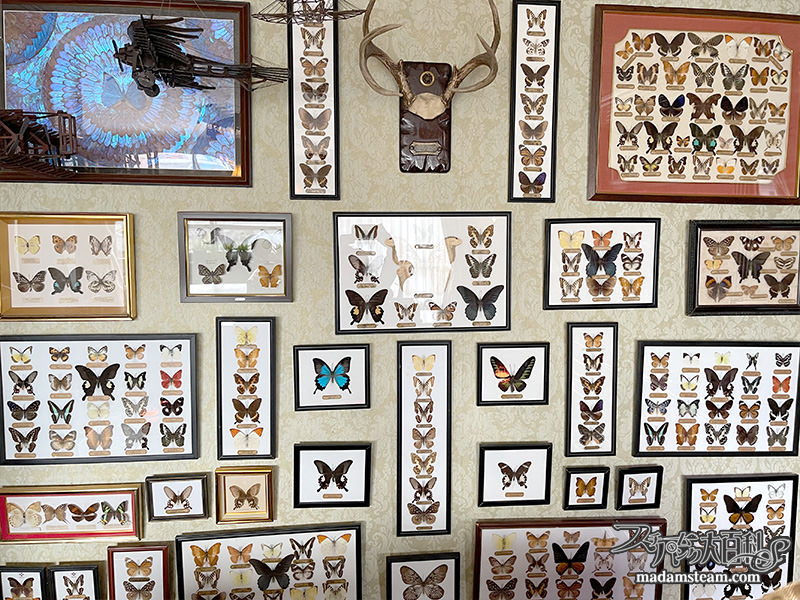 私の蝶コレクション